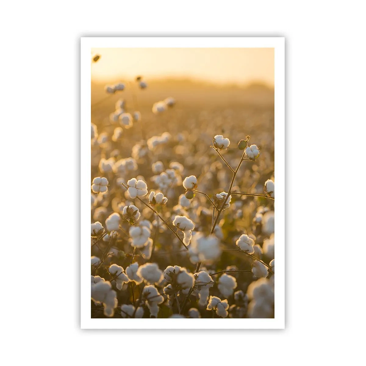 Poster - Pluizig veld - 70x100 cm