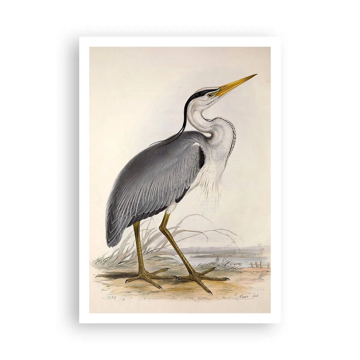 Poster - Charmes van de reiger - 70x100 cm