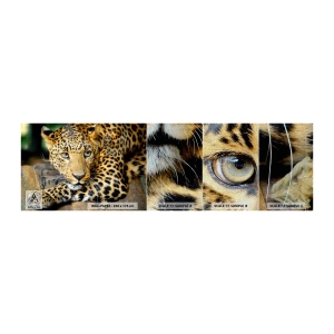 Fotobehang Monster Premium Sand - Wees niet bang, kom maar hier - Dieren, Panter, Wilde kat - 100x30 cm