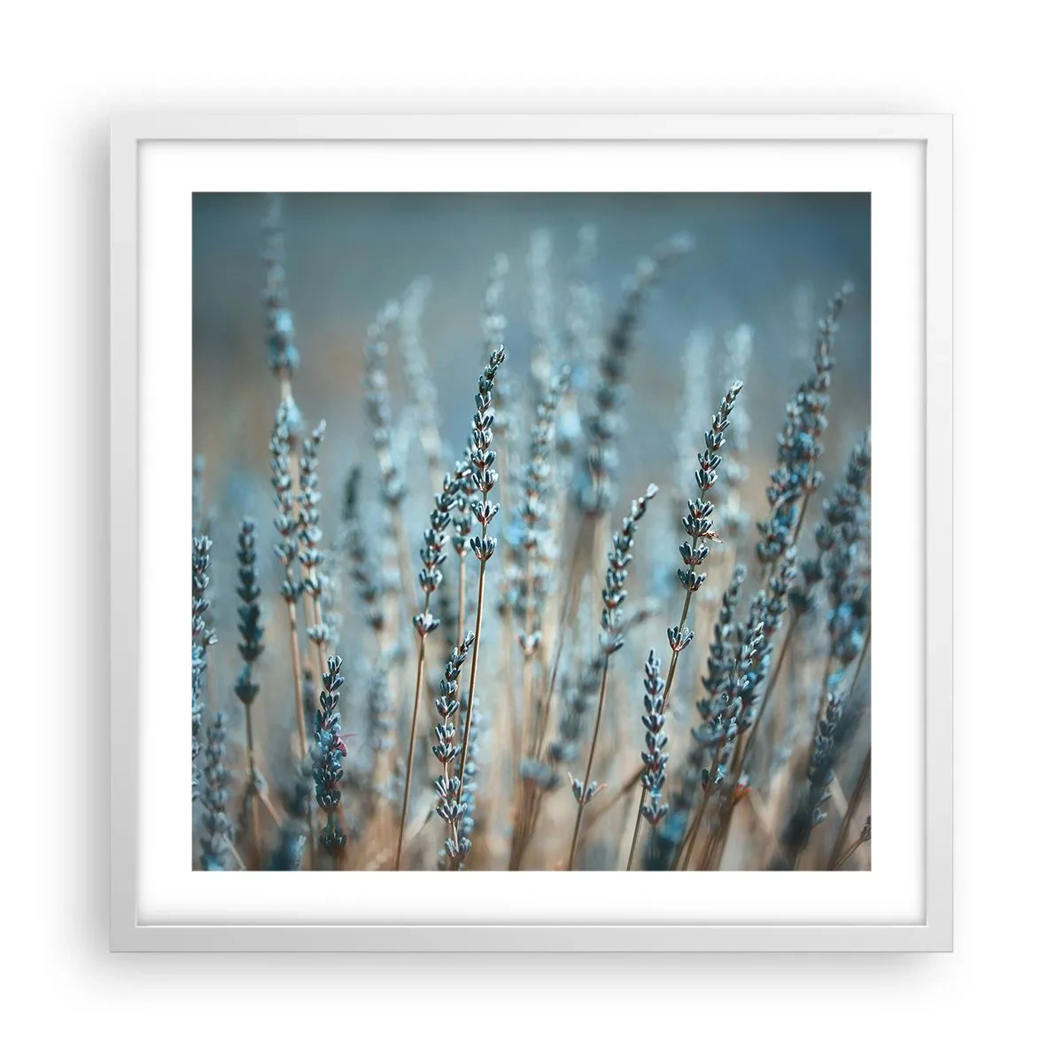 Poster in een witte lijst - Geurig korenveld - 50x50 cm