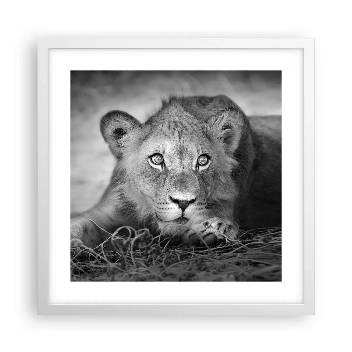 Poster in een witte lijst - Koninklijke puppy - 40x40 cm