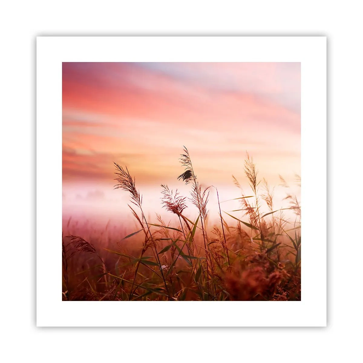 Poster - Vliegers, paardebloemen, wind - 40x40 cm