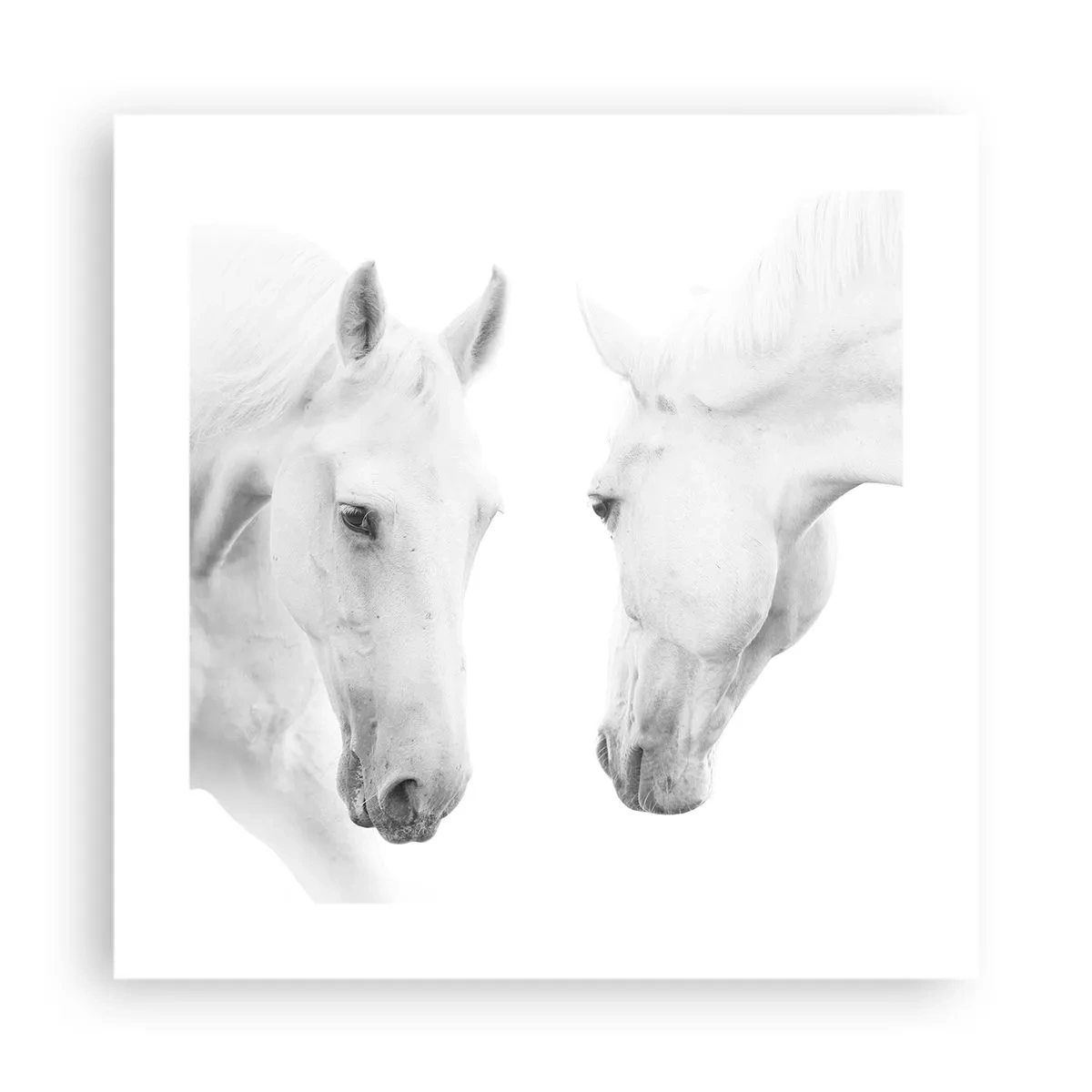 Poster - Is dit vriendschap...? - 40x40 cm