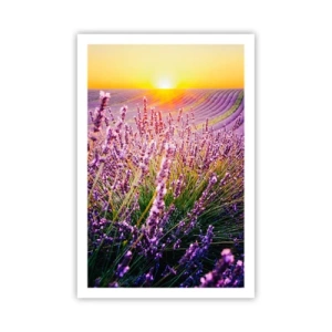 Poster - Geurige korenvelden - 61x91 cm