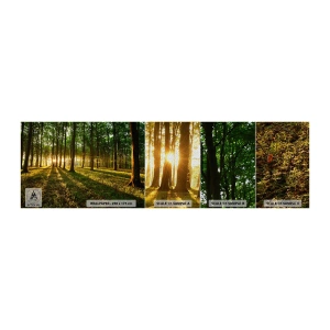 Fotobehang Monster Premium Sand - Foto van de hele lente - Landschap, Woud, Natuur - 100x30 cm