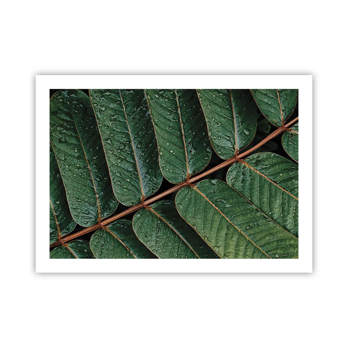 Poster - In een groen ritme - 70x50 cm