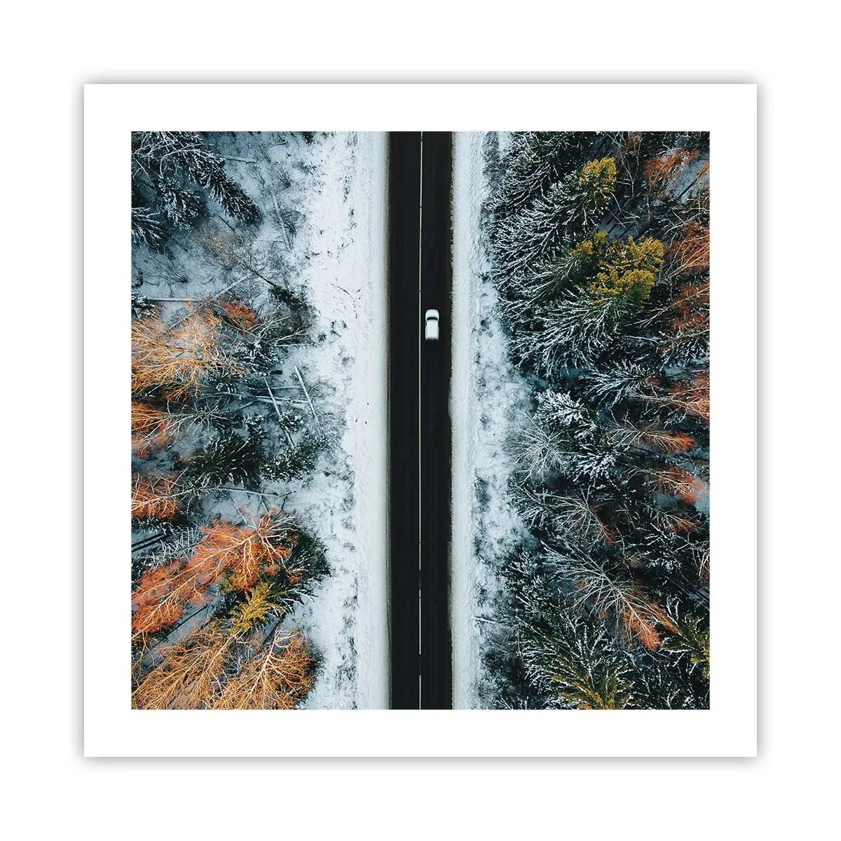 Poster - Snijd door het winterbos - 50x50 cm