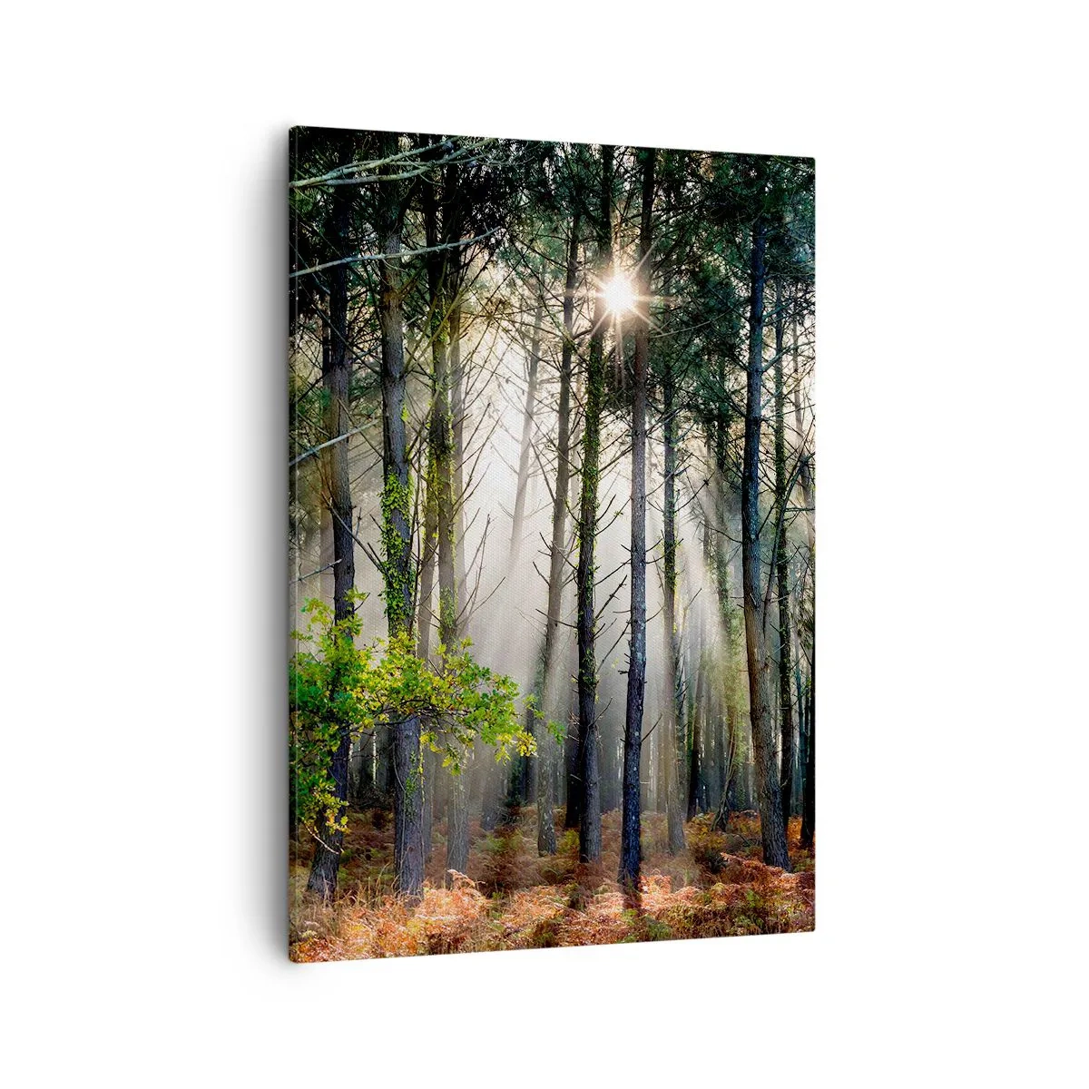 Schilderen op canvas - Heilige bosplek - 50x70 cm