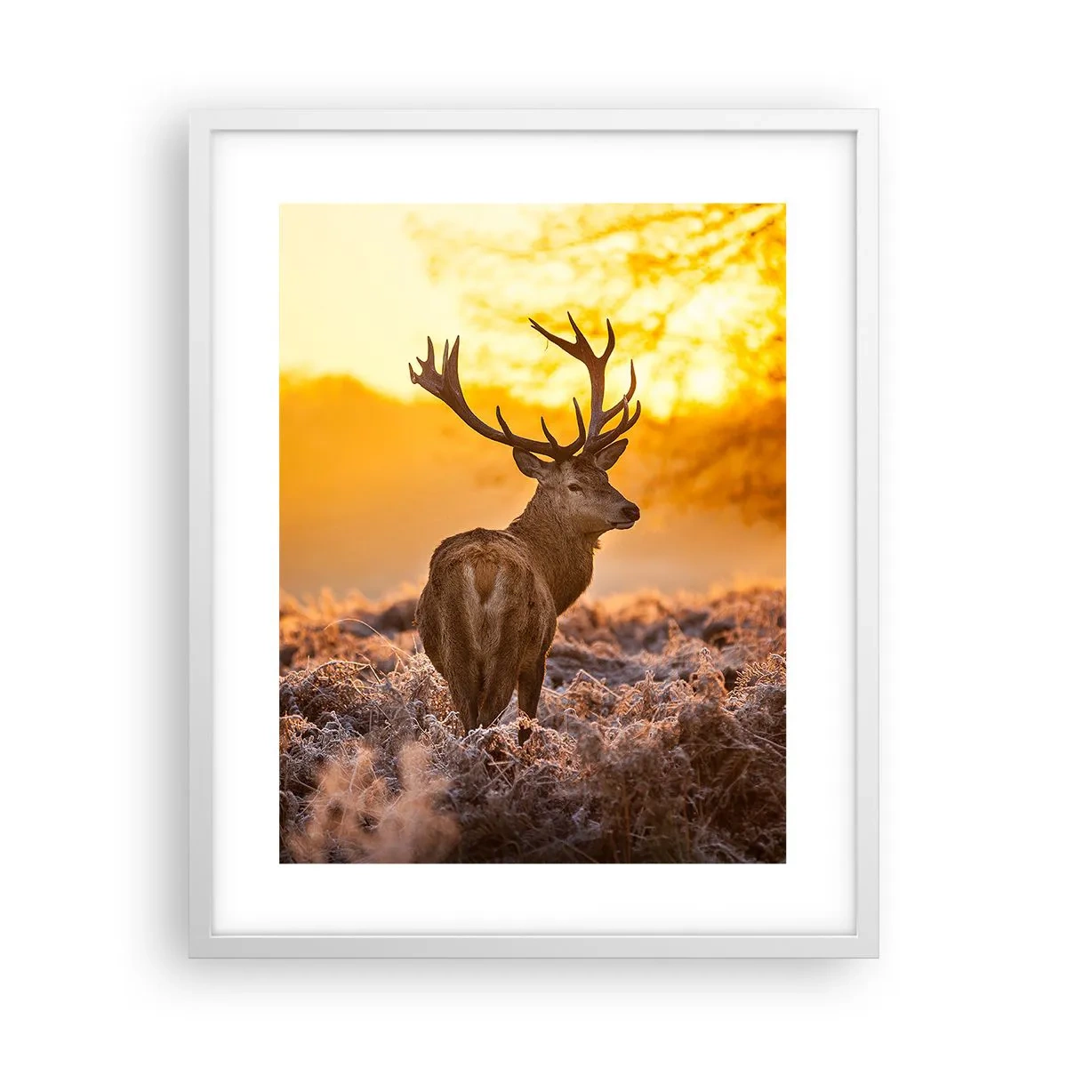 Poster in een witte lijst - Koning van het herfstbos - 40x50 cm