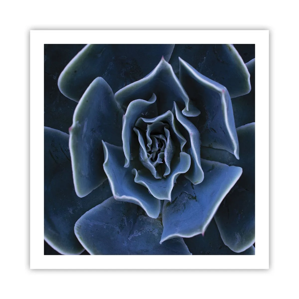 Poster - Woestijn bloem - 60x60 cm