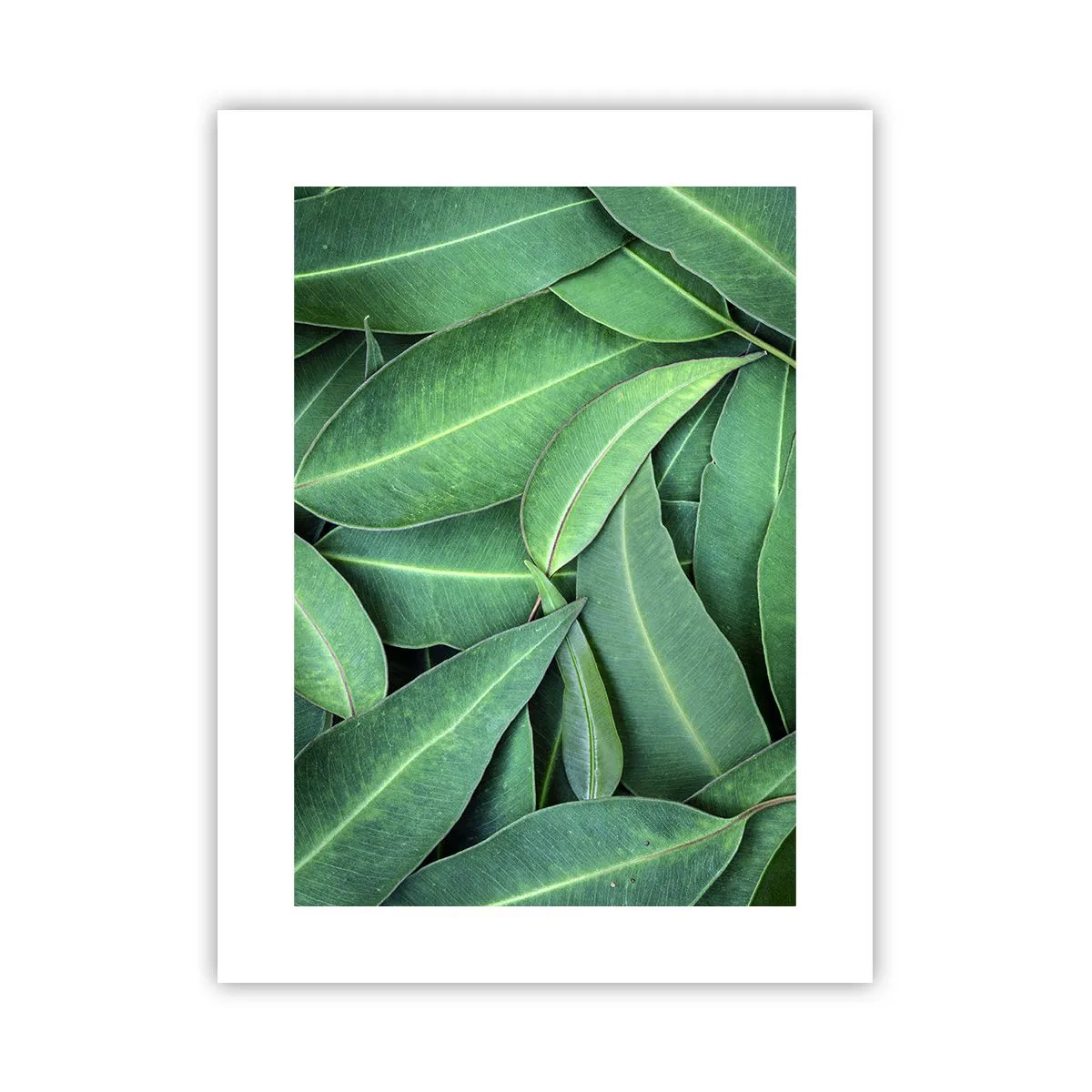 Poster - Sappig en fris - 30x40 cm