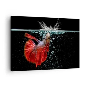 Schilderen op canvas - Een prachtige betta in het water tegen een donkere achtergrond - 70x50cm - Je hebt drie wensen - Moderne wanddecoratie voor woonkamer en slaapkamer ARTTOR