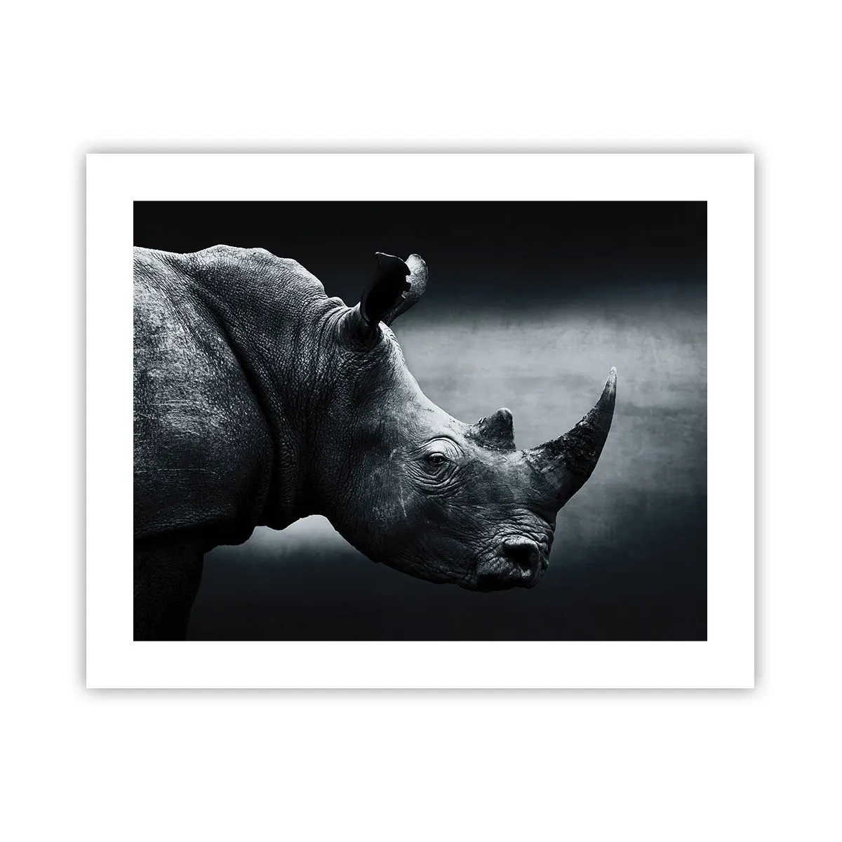 Poster - Rechts profiel - 50x40 cm