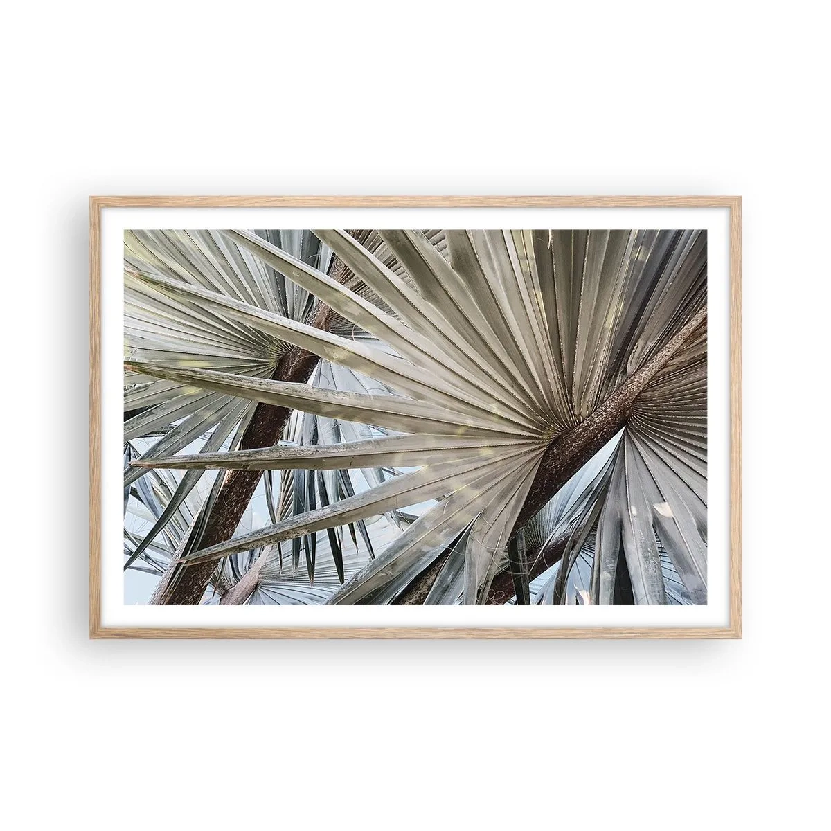 Een poster in een licht eiken lijst - Fans in de tropen - 91x61 cm