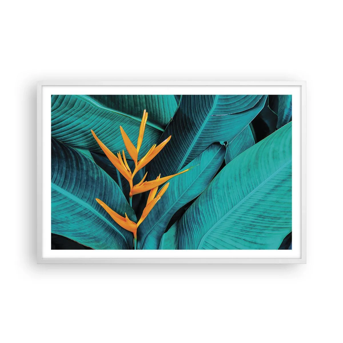 Poster in een witte lijst - Eden bloem - 91x61 cm