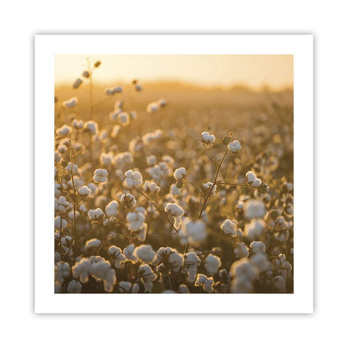 Poster - Pluizig veld - 50x50 cm