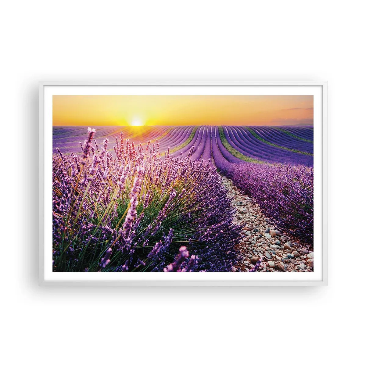 Poster in een witte lijst - Geurige korenvelden - 100x70 cm