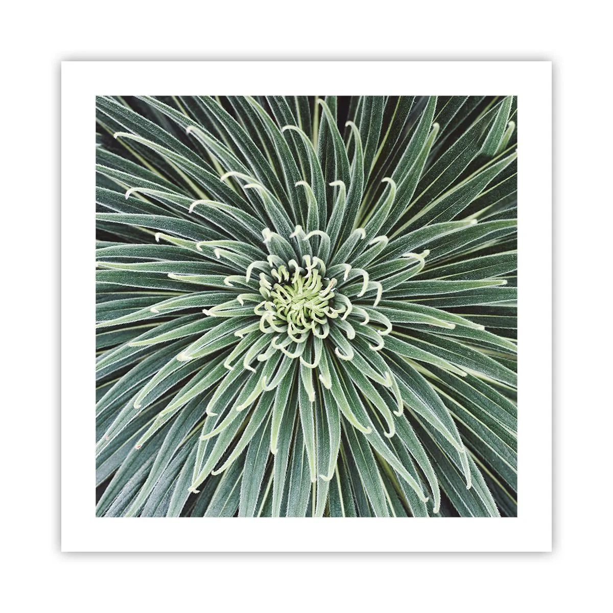 Poster - Een ster is geboren - 50x50 cm