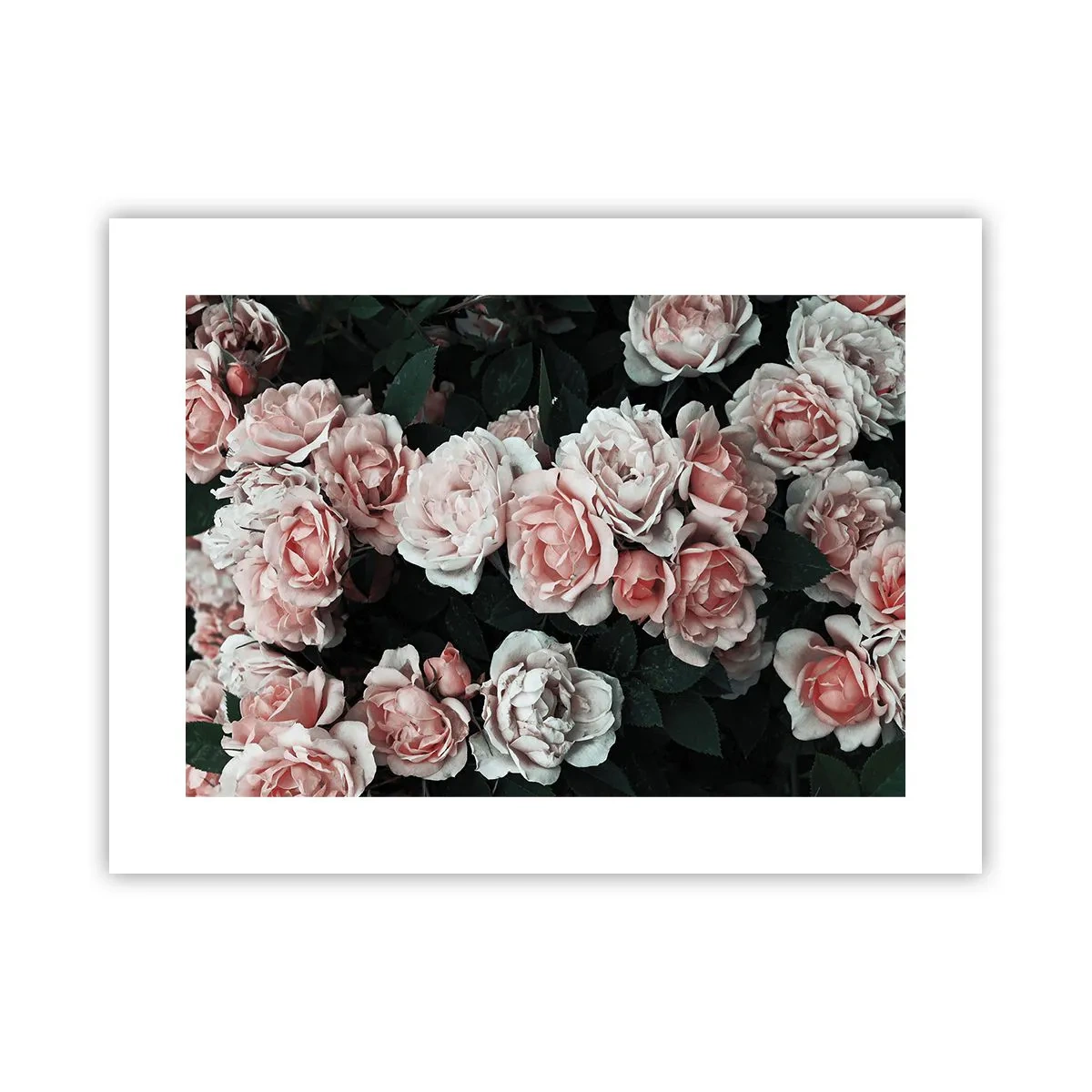 Poster - Rozen ensemble - 40x30 cm