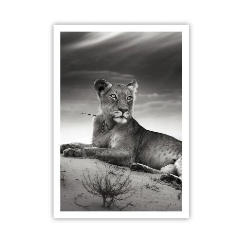 Poster - De koningin van de woestijn rust - 70x100 cm