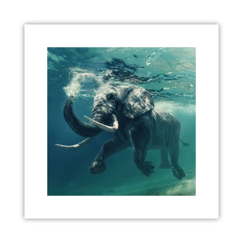 Poster - Iedereen houdt van zwemmen - 30x30 cm