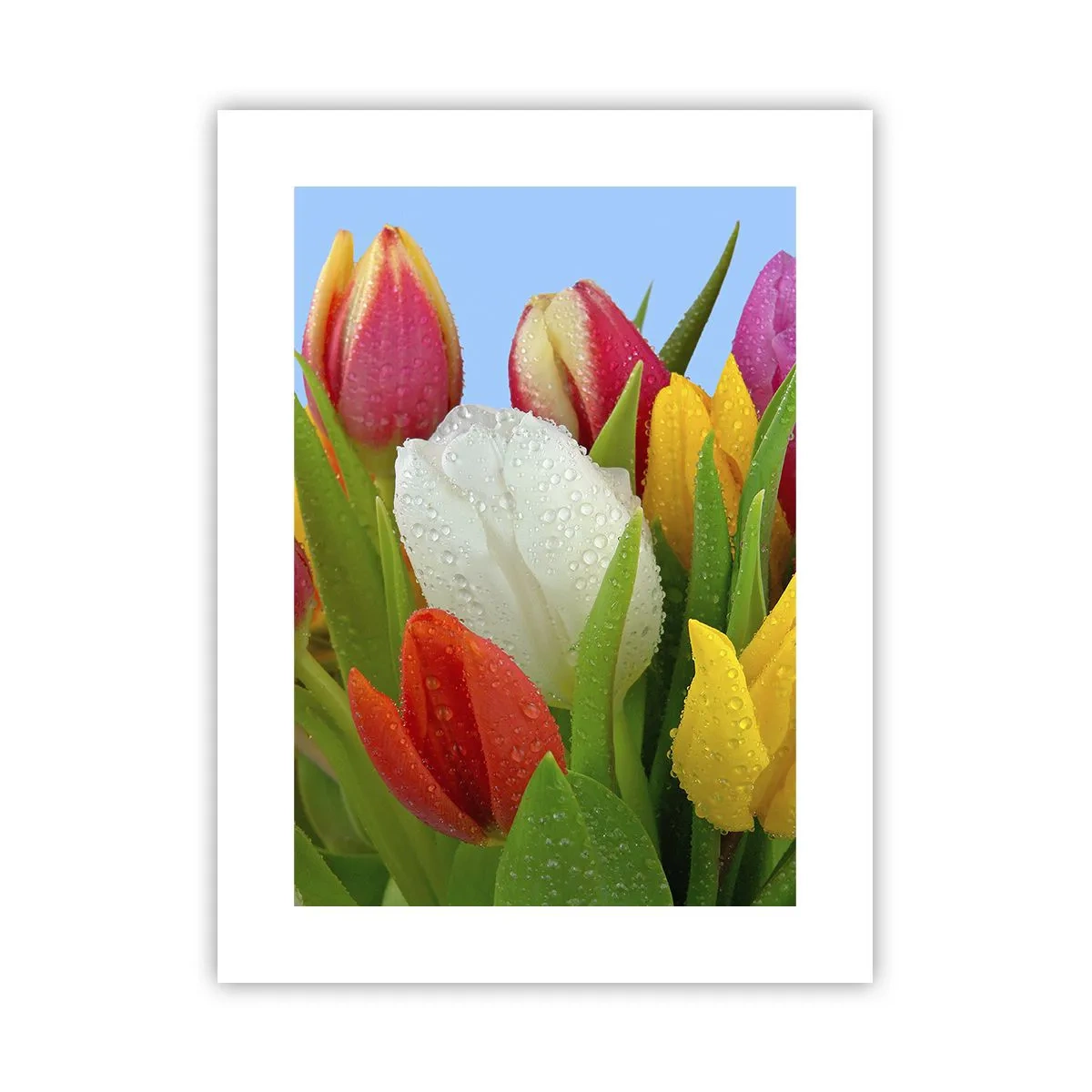 Poster - Een bloemenregenboog in dauwdruppels - 30x40 cm