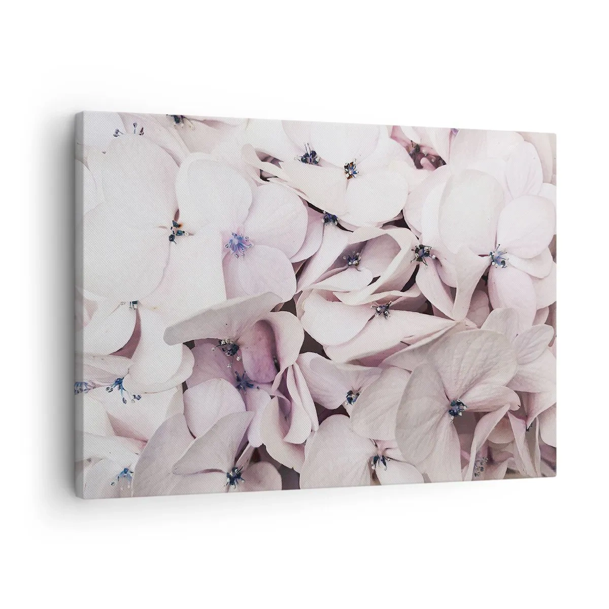 Schilderen op canvas - Delicate witte hortensia's in pasteltinten - 70x50cm - In een vloed van bloemen - Moderne wanddecoratie voor woonkamer en slaapkamer ARTTOR