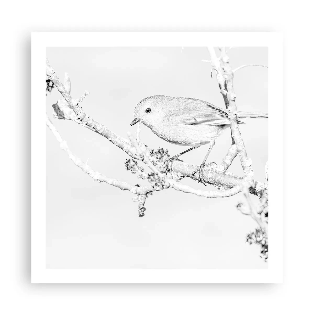 Poster - Winterochtend - 60x60 cm