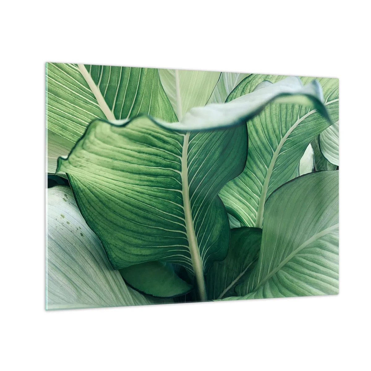 Schilderen op glas - Weelderige groene bladeren van dichtbij en in natuurlijk licht - 70x50cm - Intens groen leven - Moderne wanddecoratie voor woonkamer en slaapkamer ARTTOR
