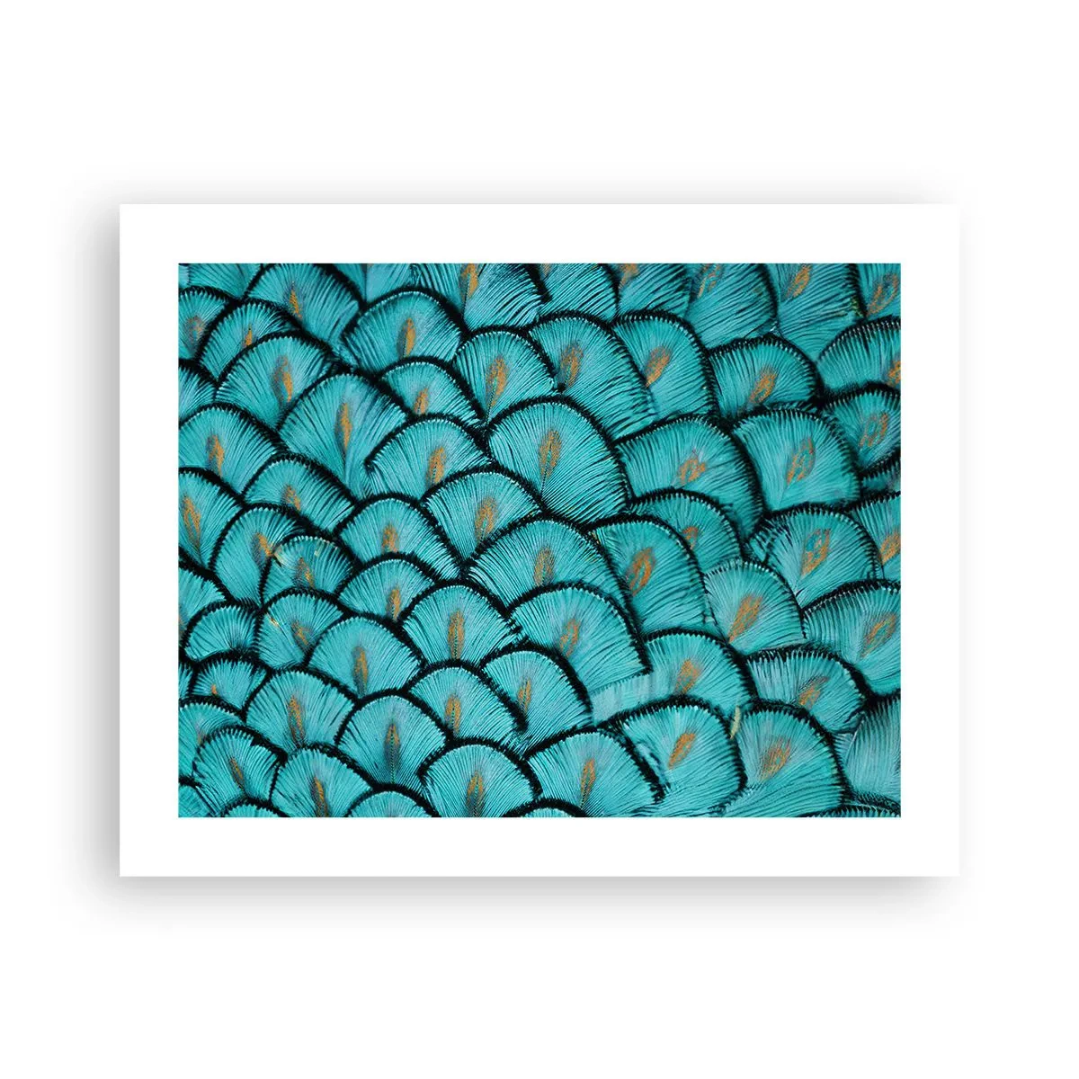 Poster - Het grote verengala - 50x40 cm