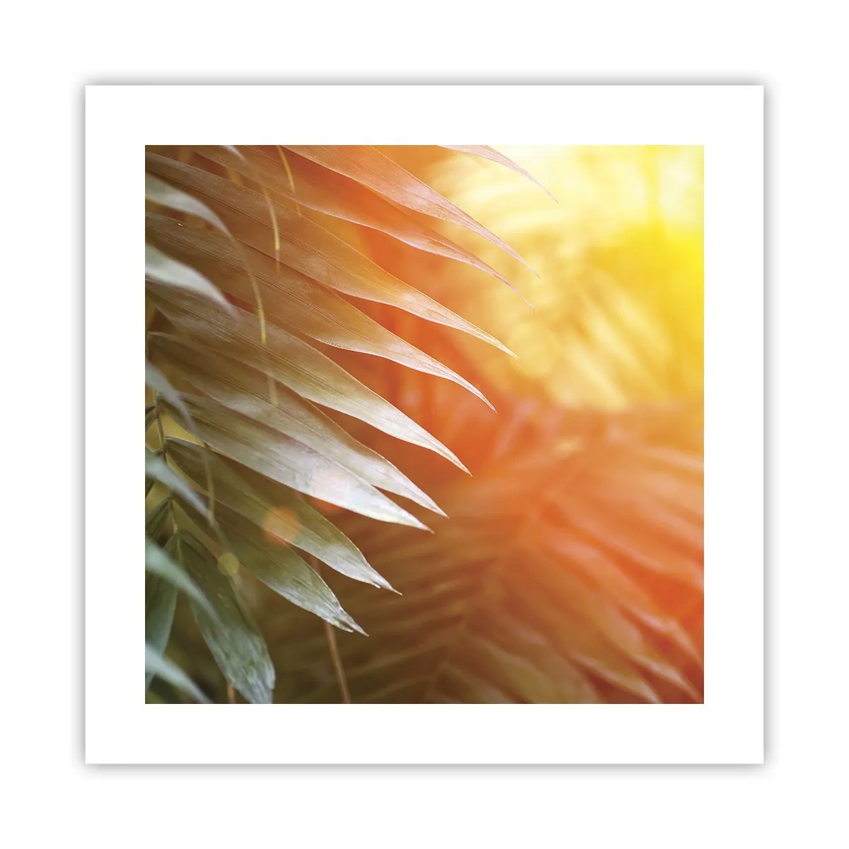 Poster - Ochtend in de jungle - 40x40 cm