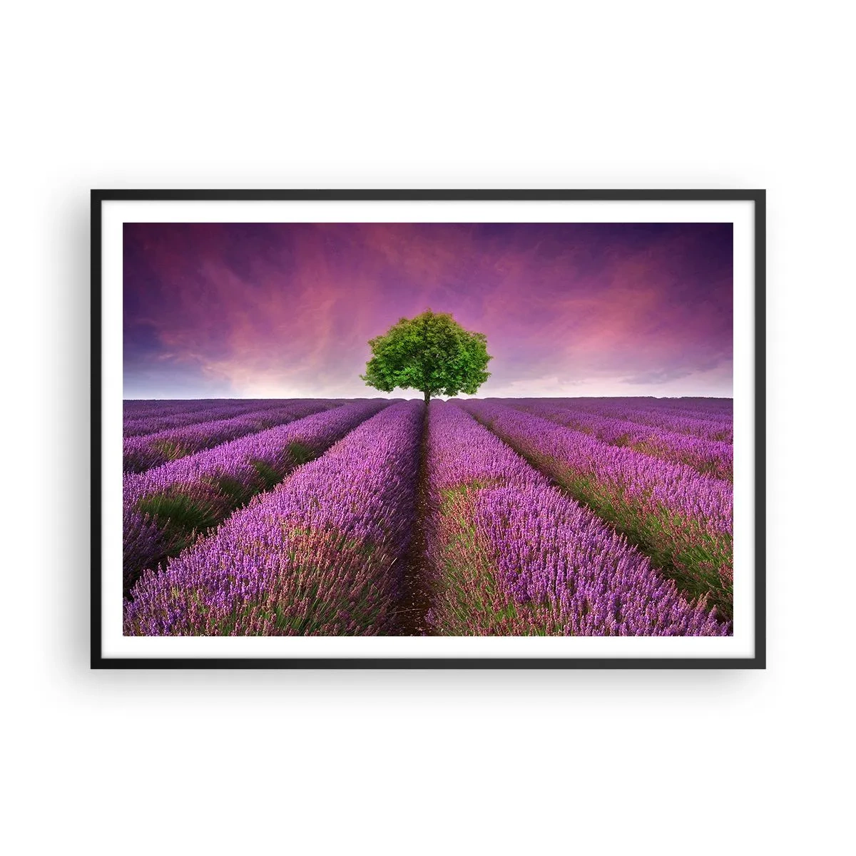 Poster in een zwarte lijst - Op lavendelvelden - 100x70 cm