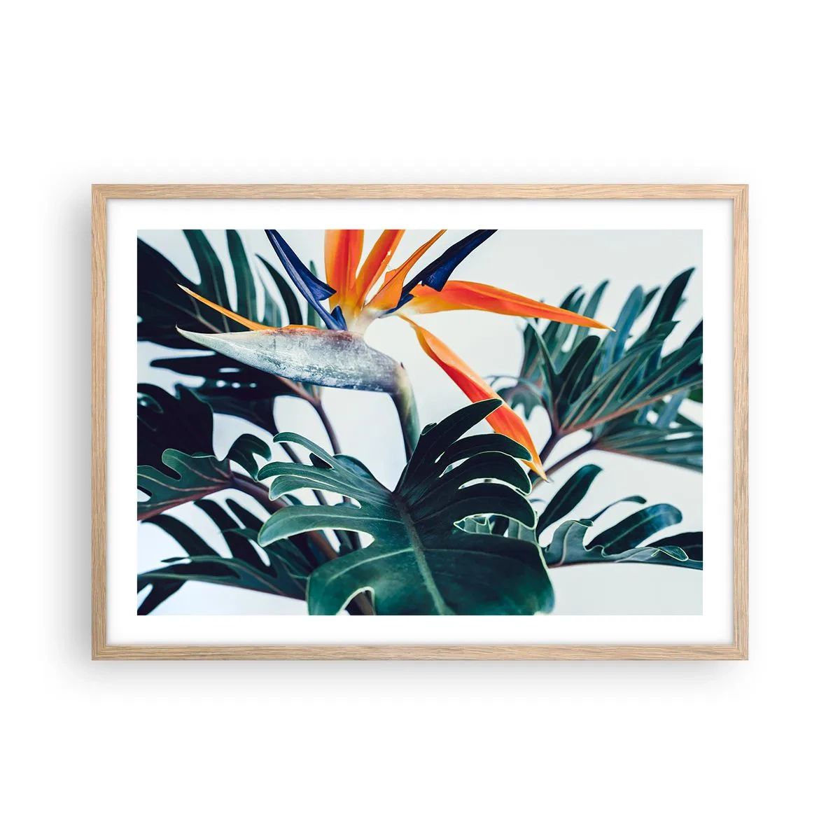 Een poster in een licht eiken lijst - Vogelstruik - 70x50 cm