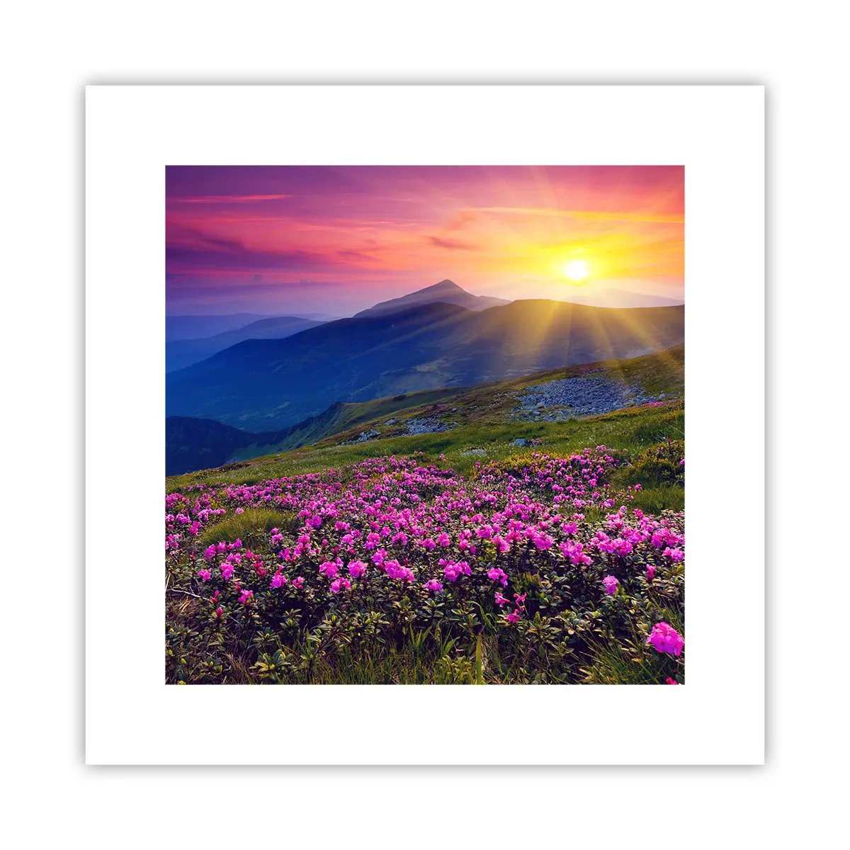 Poster - … En eromheen ruikt het naar bergdennen en de geur van kruiden - 30x30 cm