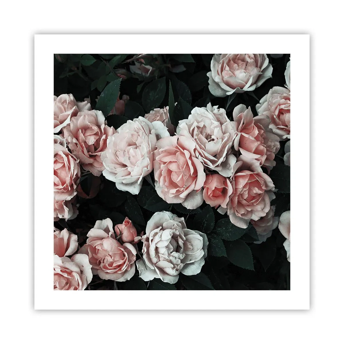 Poster - Rozen ensemble - 50x50 cm