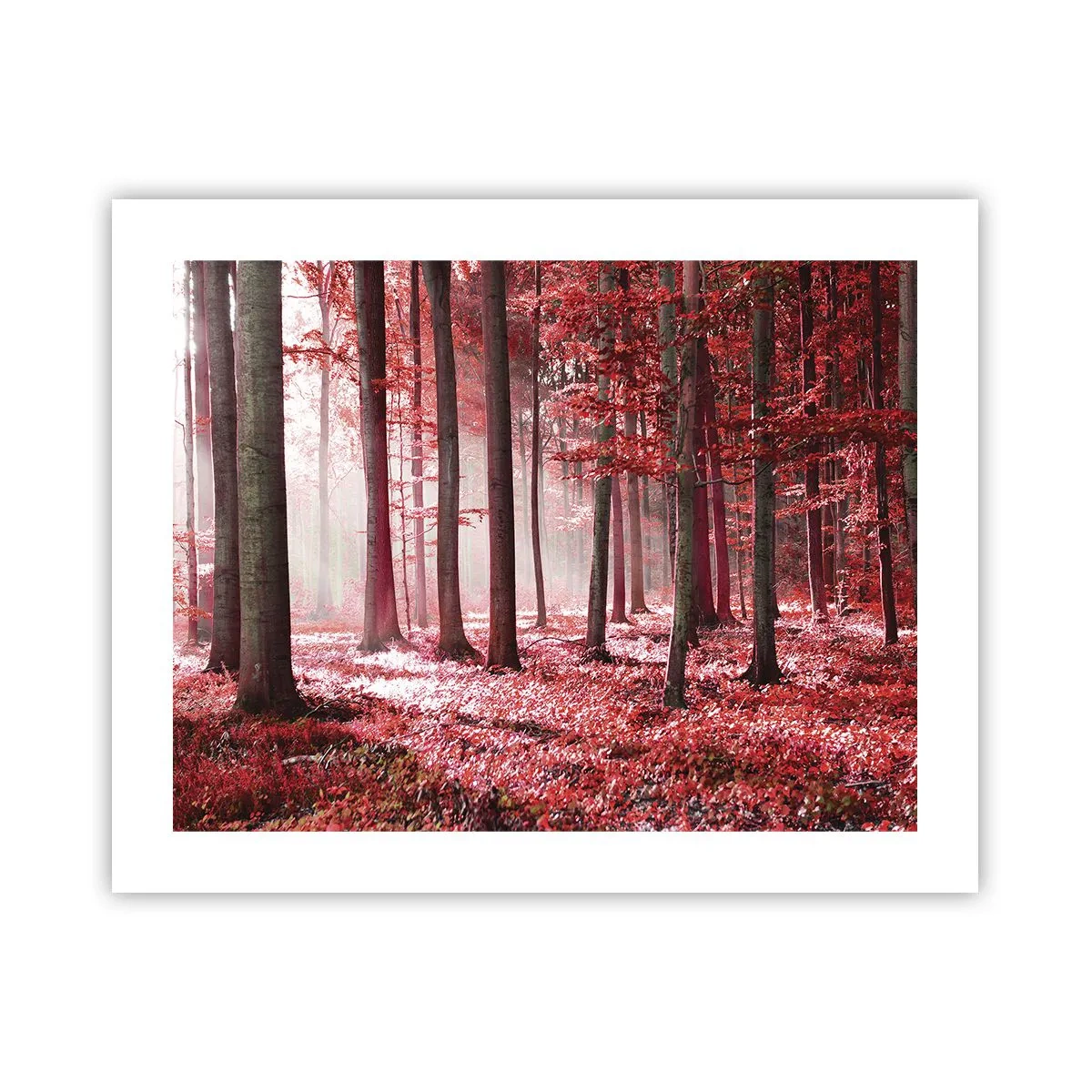 Poster - Rood is net zo mooi - 50x40 cm