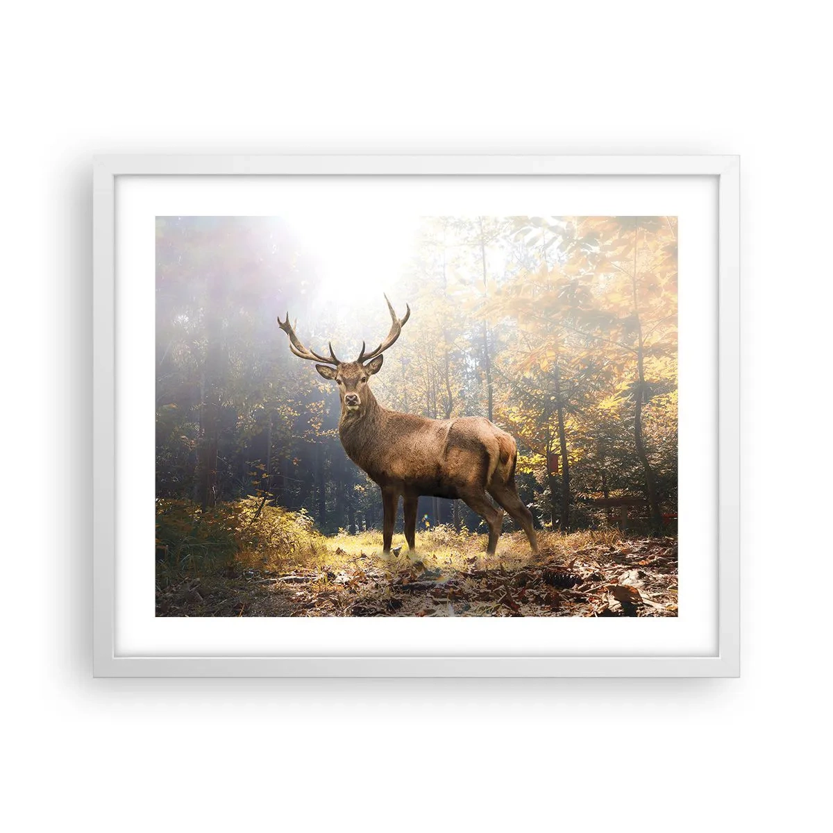 Poster in een witte lijst - In volle majesteit - 50x40 cm