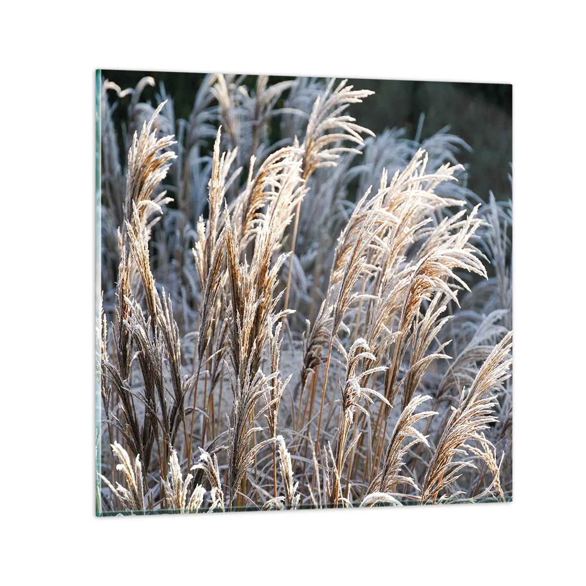 Schilderen op glas - Gekleed met vorst - 60x60 cm