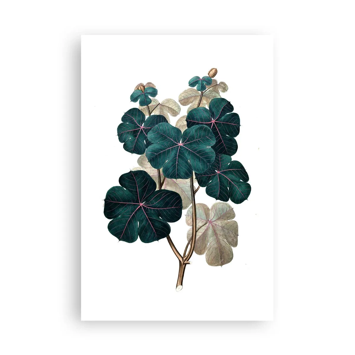 Poster - Uit het oude herbarium - 61x91 cm