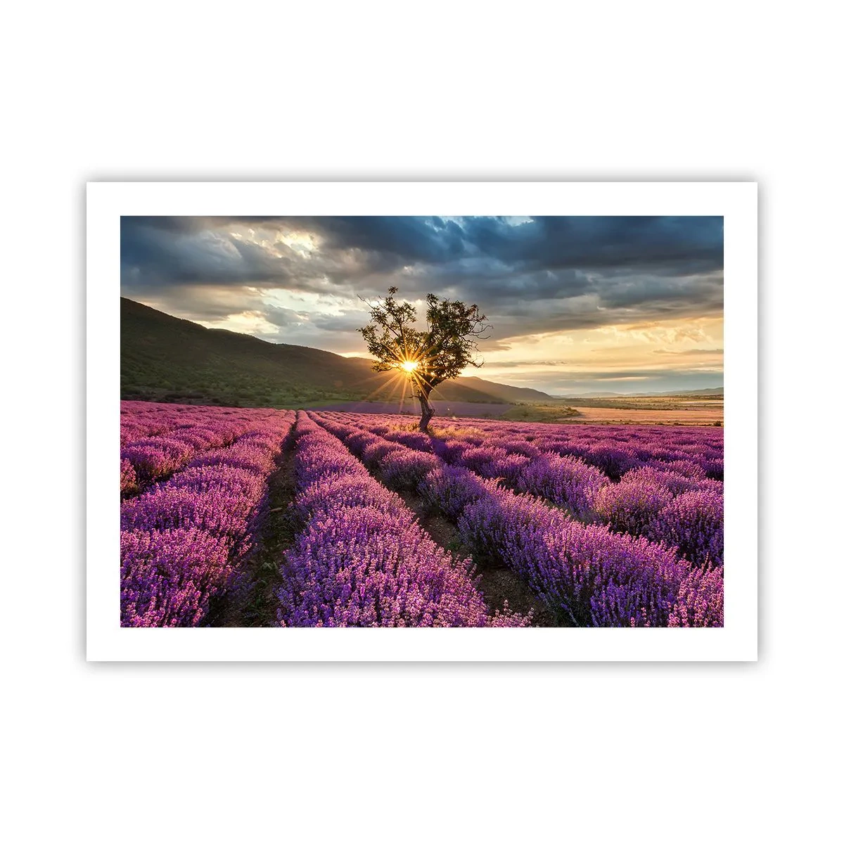 Poster - Lila gekleurd aroma - 70x50 cm