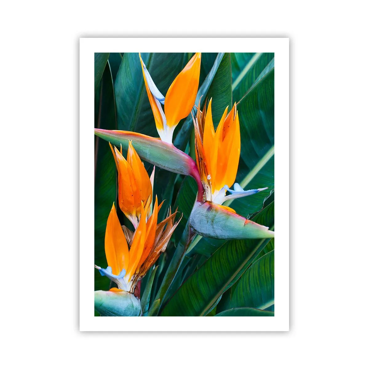 Poster - Is het een bloem of is het een vogel? - 50x70 cm