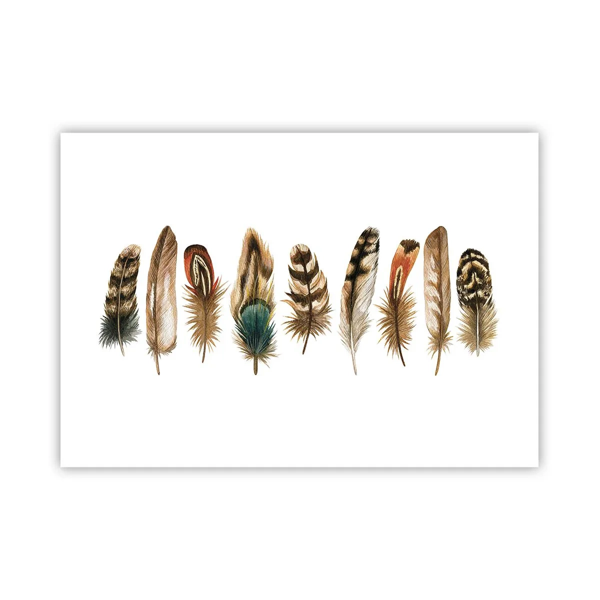 Poster - Een gevederde variatie - 100x70 cm