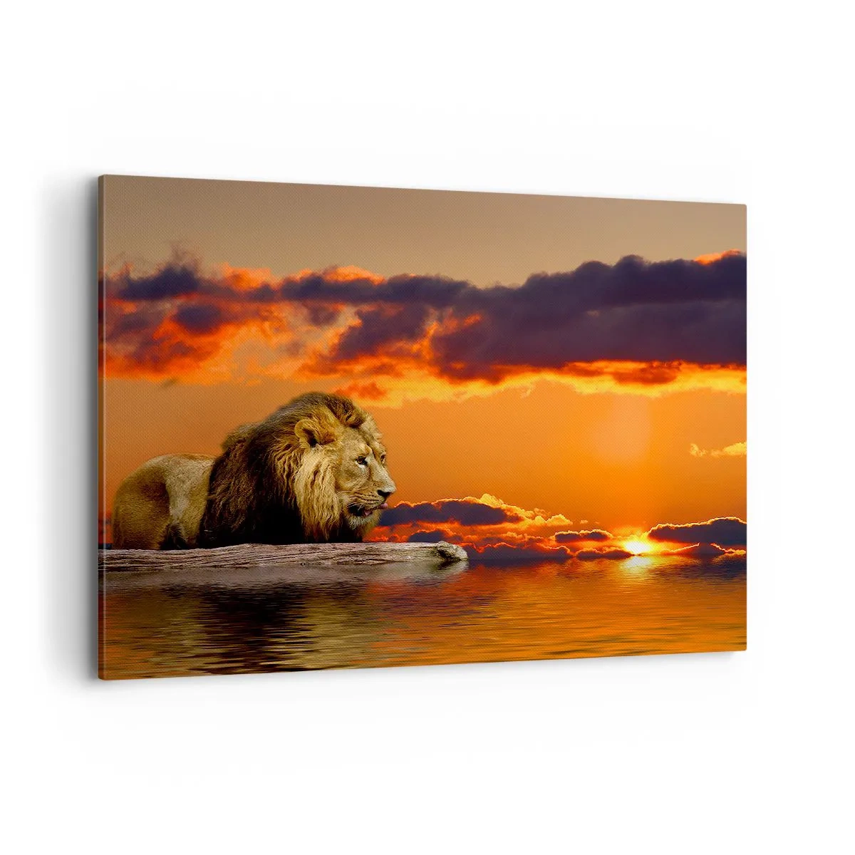 Schilderen op canvas - Koning van de natuur - 100x70 cm