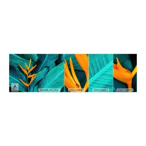 Fotobehang Staaltje Standard Eco - Eden bloem - Strelitzia Koninklijk, Bloem, Afrika - 100x30 cm