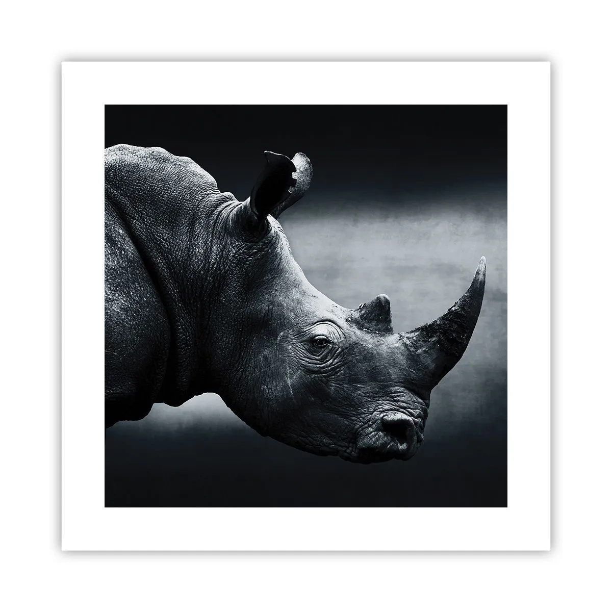 Poster - Rechts profiel - 40x40 cm