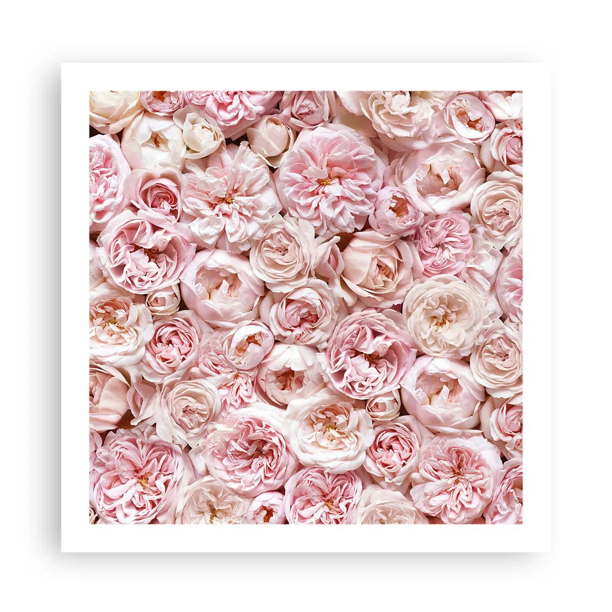 Poster - Een bed van rozen - 60x60 cm