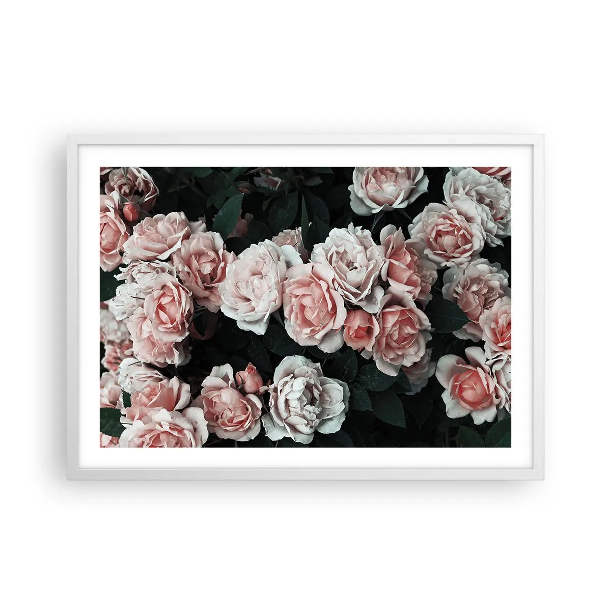 Poster in een witte lijst - Rozen ensemble - 70x50 cm