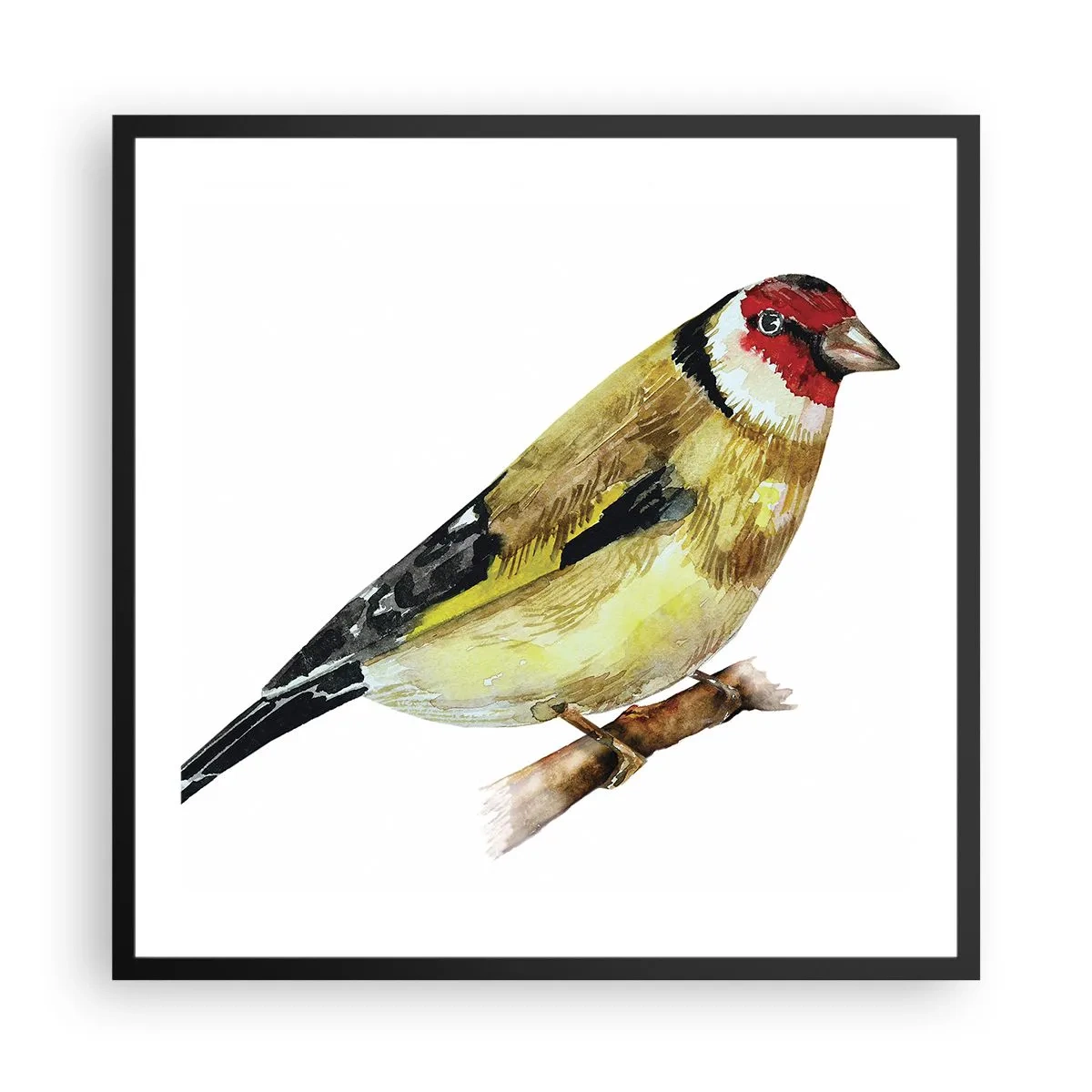 Poster in een zwarte lijst - Vogel portret - 60x60 cm