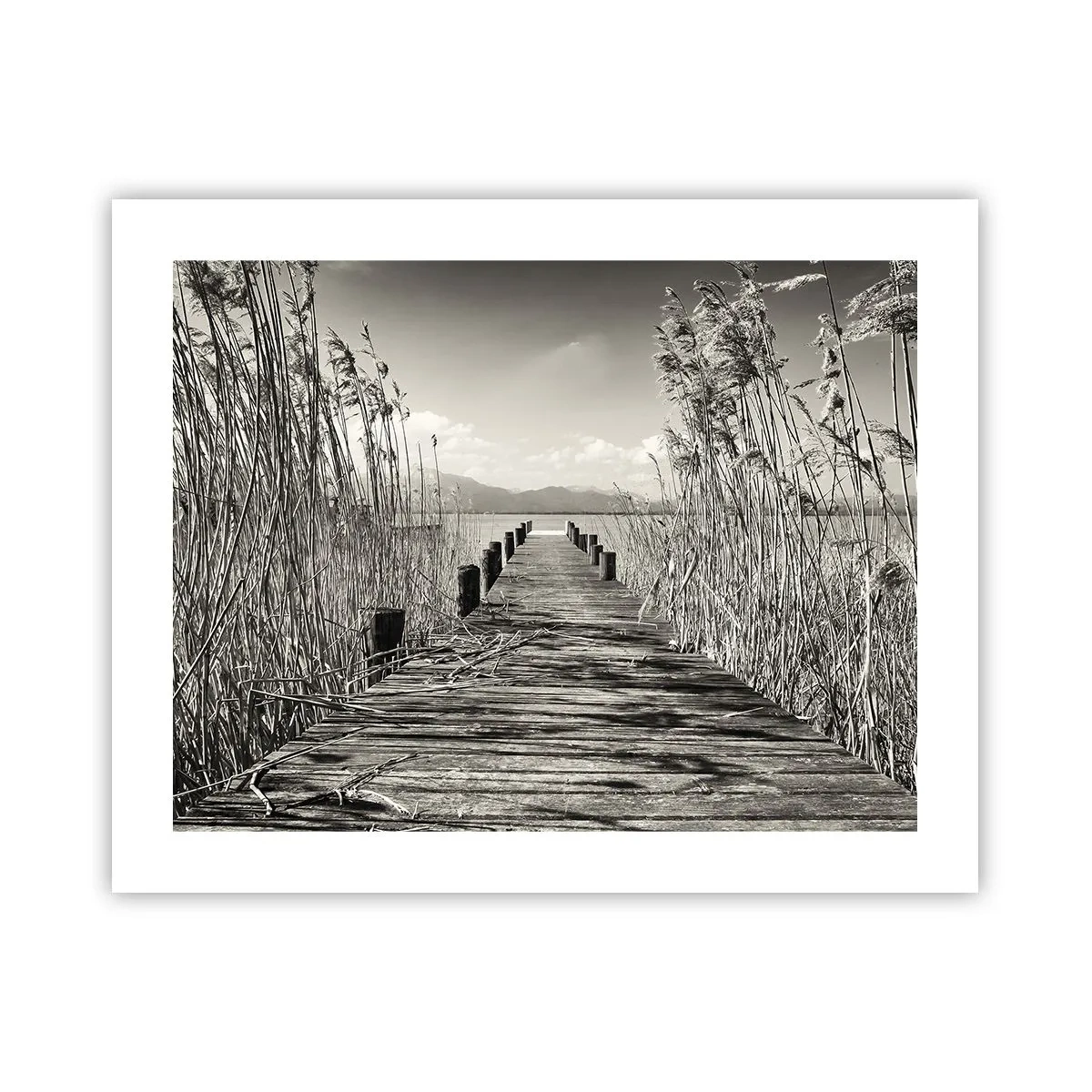 Poster - In de stilte van het gras - 50x40 cm