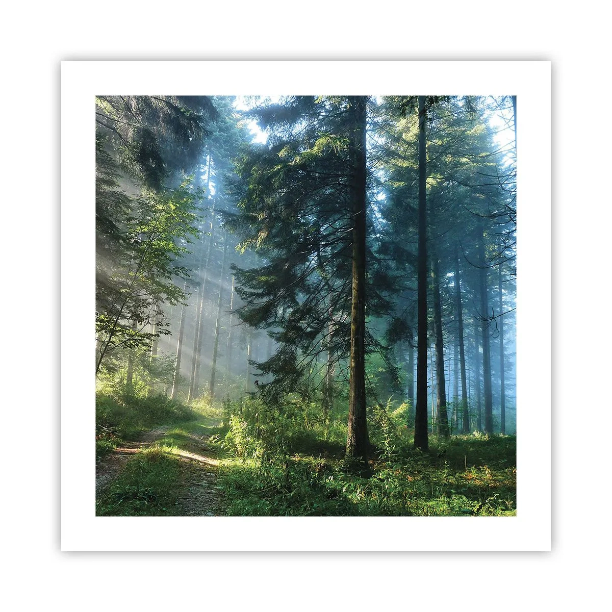 Poster - Stralend in de ochtend - 50x50 cm